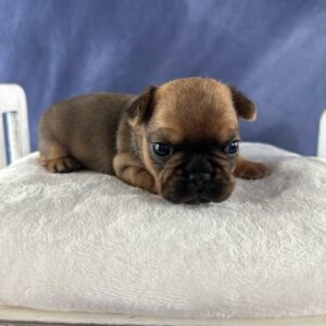 Rusty - Micro