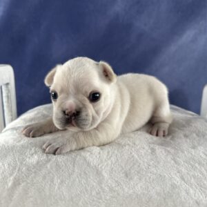 Audrey - Micro