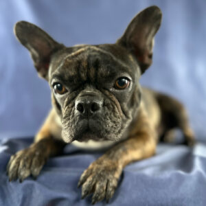 Wendel - Standard - Frenchton